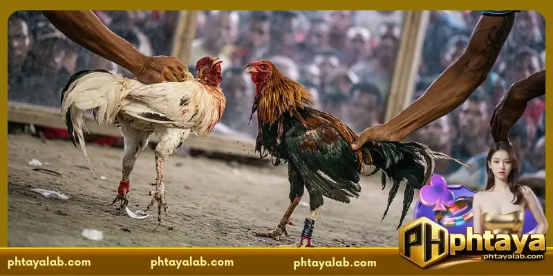 cockfight-results-today-stay-updated-with-the-latest-match-outcomes