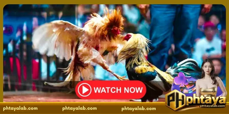 PHTAYA Smooth Payment Solutions for Sabong International Users