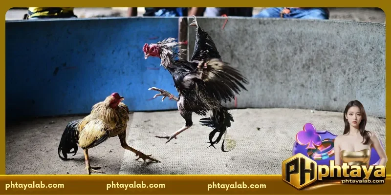 Practical Tips for Reviewing Cockfight Results Today