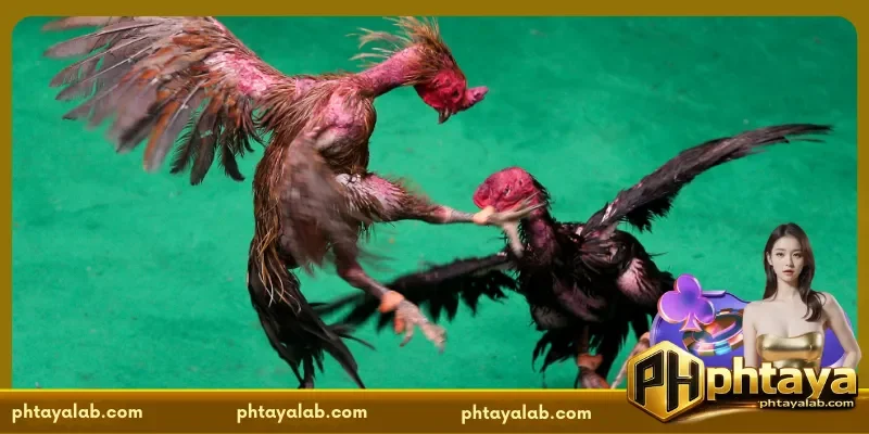 The Importance of Cockfight Results Today for Players